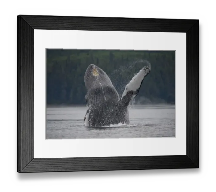 Framed Print : USA, Alaska, Tongass National Forest, Humpback Whale (Megaptera novaengliae) breaching