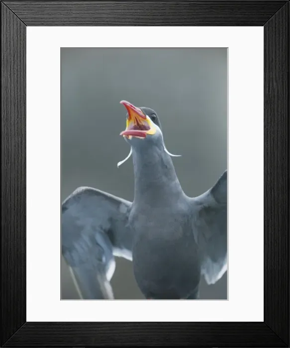 Framed Print : Peru, Pucusana, Inca Tern (Larosterna inca) WILD portrait