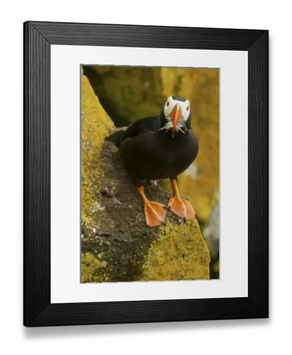 Framed Print : USA, North America, Alaska