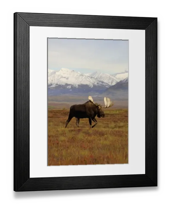 Framed Print : moose, Alces alces, bulls walking on fall tundra in Denali National Park, interior Alaska Framed Print : moose, Alces alces, bulls walking on fall tundra in Denali National Park, interior Alaska
