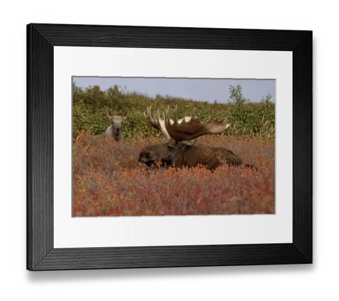 Framed Print : moose, Alces alces, bull and calf in Denali National Park, interior Alaska