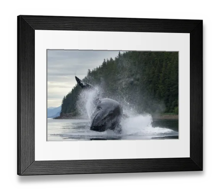 Framed Print : USA, Alaska, Tongass National Forest, Humpback Whales (Megaptera novaengliae) breaches Framed Print : USA, Alaska, Tongass National Forest, Humpback Whales (Megaptera novaengliae) breaches
