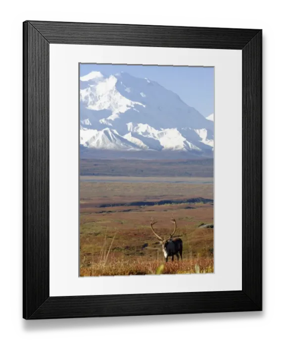 Framed Print : caribou, Rangifer tarandus, bull in fall colors with Mount McKinley in the background Framed Print : caribou, Rangifer tarandus, bull in fall colors with Mount McKinley in the background