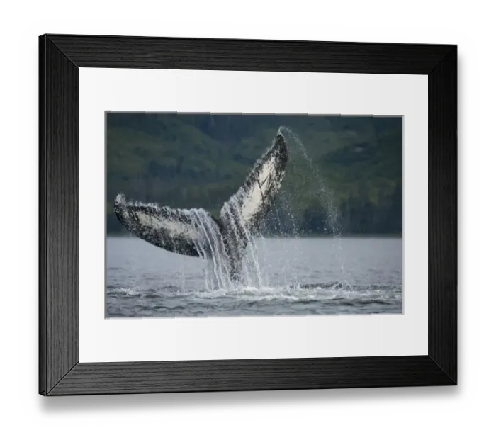 Framed Print : USA, Alaska, Tongass National Forest, Humpback Whale (Megaptera novaengliae) slapping Framed Print : USA, Alaska, Tongass National Forest, Humpback Whale (Megaptera novaengliae) slapping