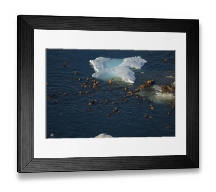 Framed Print : walrus, Odobenus rosmarus, herds resting and swimming around chunks of pack ice during Framed Print : walrus, Odobenus rosmarus, herds resting and swimming around chunks of pack ice during