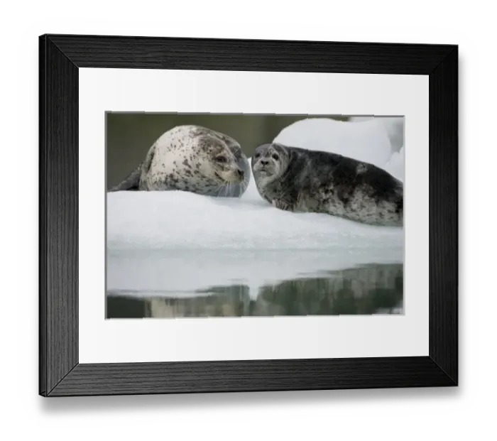 Framed Print : USA, Alaska, Tongass National Forest, South Sawyer Glacier, Harbor Seal with young pup