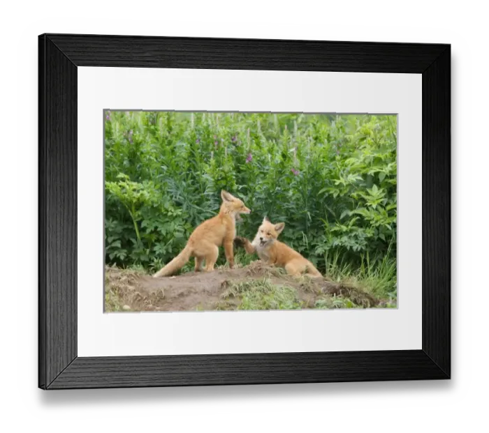 Framed Print : USA, North America, Alaska Framed Print : USA, North America, Alaska