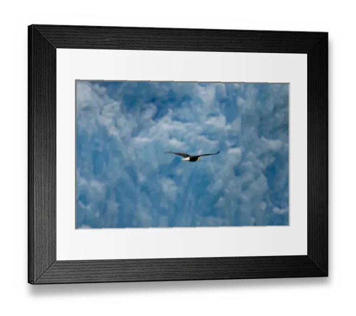 Framed Print : USA, Alaska, Tongass National Forest, Bald Eagle (Haliaeetus leucocephalus) flying Framed Print : USA, Alaska, Tongass National Forest, Bald Eagle (Haliaeetus leucocephalus) flying