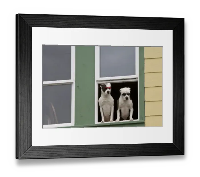 Framed Print : USA, Alaska, Ketchikan. Two dogs in a window sporting sunglasses. Credit as: Don