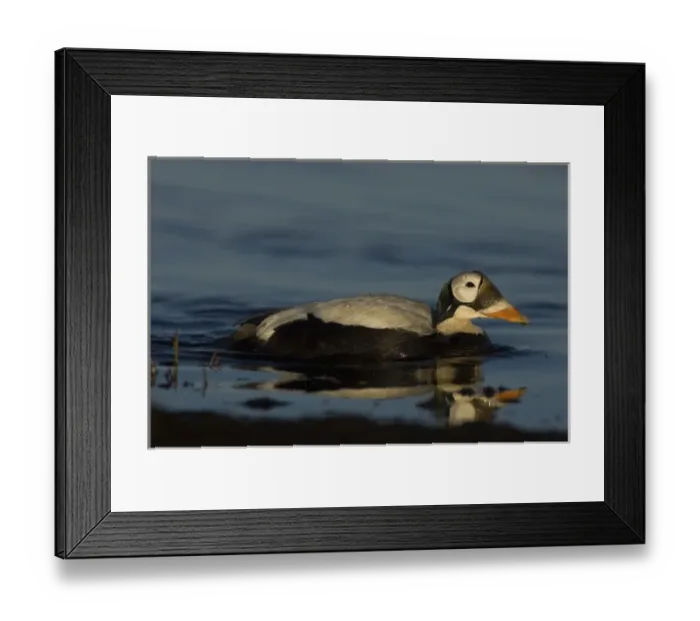 Framed Print : USA, North America, Alaska Framed Print : USA, North America, Alaska