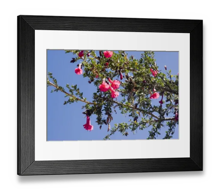 Framed Print : South America - Peru. Blooming flower (Kantu) at Taquile Island on Lake Titicaca