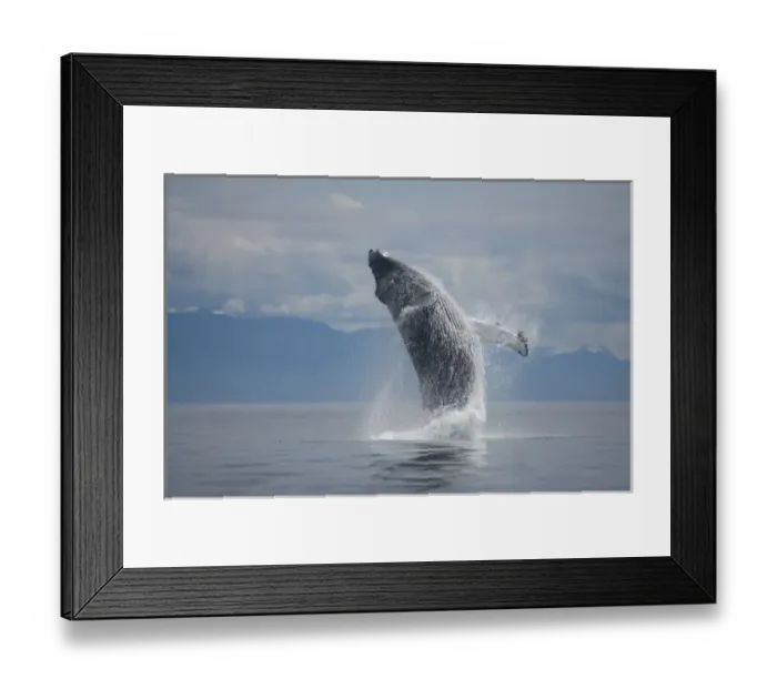 Framed Print : USA, Alaska, Tongass National Forest, Humpback Whale (Megaptera novaengliae) breaching