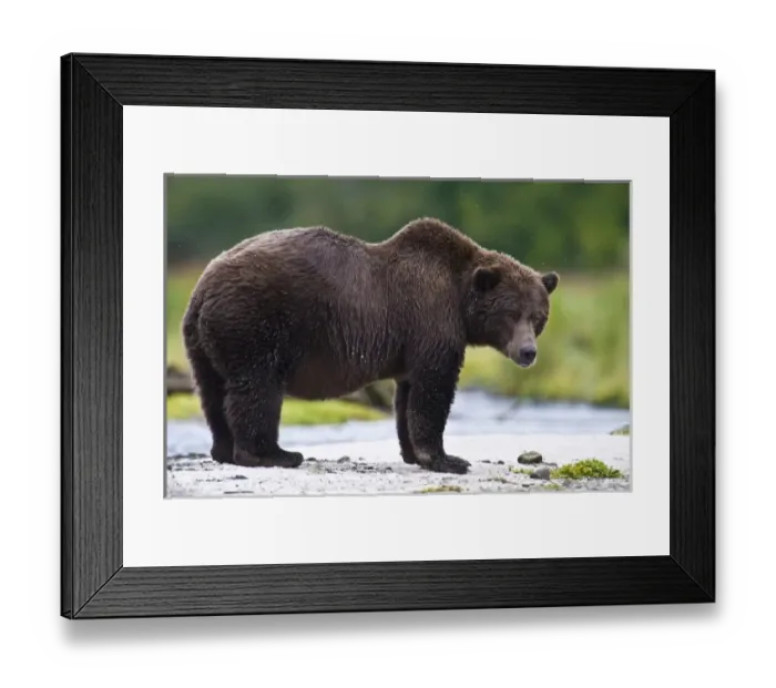 Framed Print : Alaska. Katmai NP. Coastal Brown Bear fishing for salmon Framed Print : Alaska. Katmai NP. Coastal Brown Bear fishing for salmon