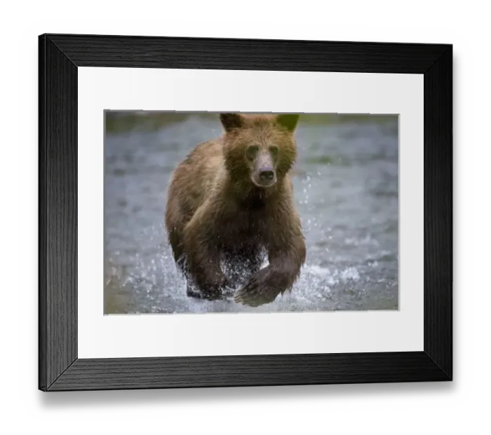 Framed Print : USA, Alaska, Tongass National Forest, Brown (Grizzly) Bear cub (Ursus arctos) running