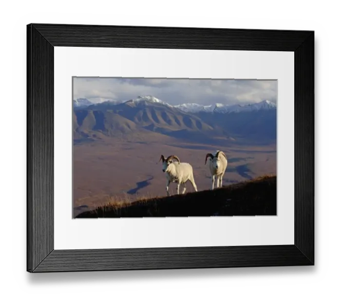 Framed Print : dall sheep, Ovis dalli, rams on a hillside during fall colors, Mount Margaret, Denali National Park Framed Print : dall sheep, Ovis dalli, rams on a hillside during fall colors, Mount Margaret, Denali National Park