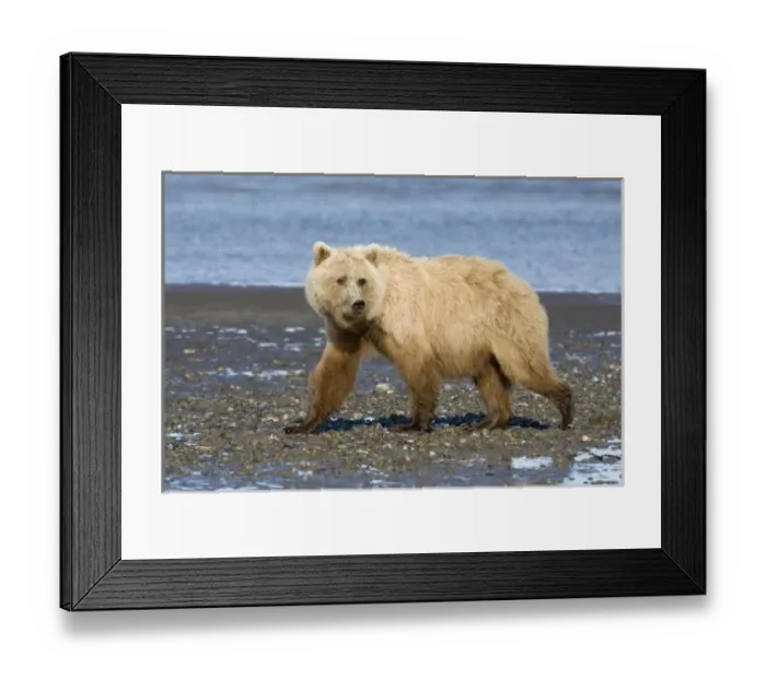 Framed Print : USA, North America, Alaska