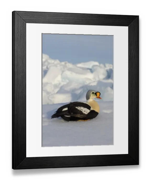 Framed Print : USA, North America, Alaska