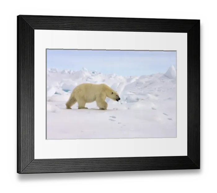 Framed Print : polar bear, Ursus maritimus, in rough ice on the frozen eastern Chuckchi Sea, Arctic Framed Print : polar bear, Ursus maritimus, in rough ice on the frozen eastern Chuckchi Sea, Arctic