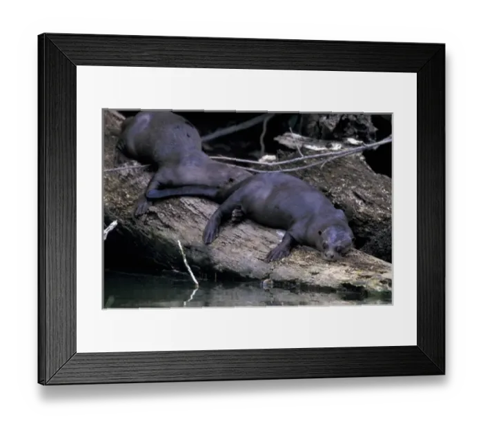 Framed Print : South America, Peru, Manu River Region. Giant River Otter (Lutra longicaudis)