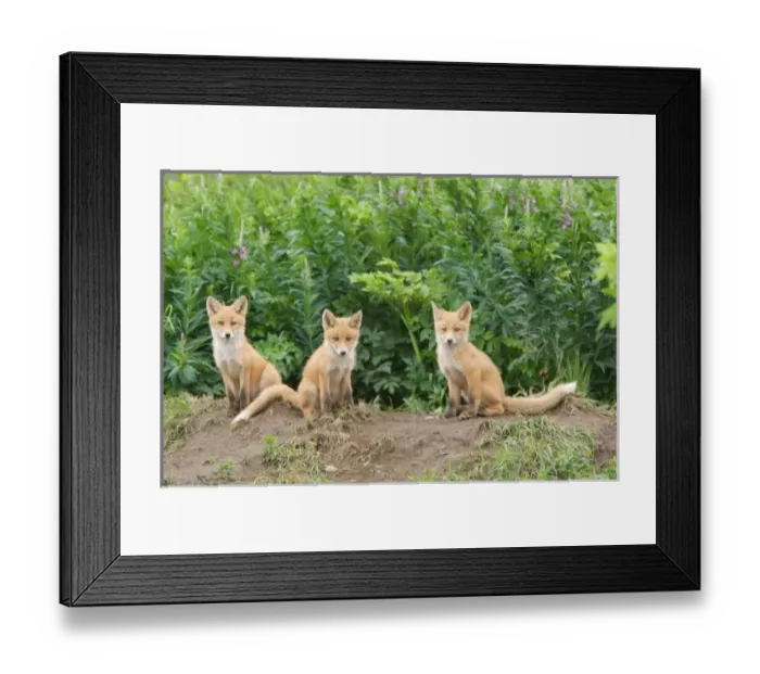 Framed Print : USA, North America, Alaska Framed Print : USA, North America, Alaska