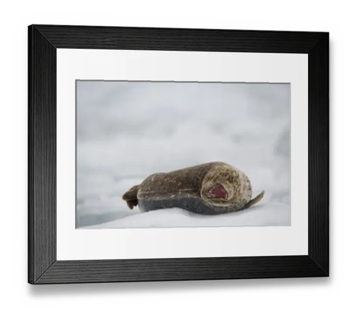 Framed Print : USA, Alaska, Tongass National Forest, South Sawyer Glacier, Harbor Seal (Phoca vitulina)