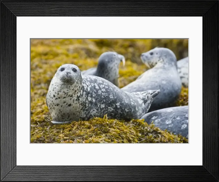 Framed Print : USA, North America, Alaska Framed Print : USA, North America, Alaska