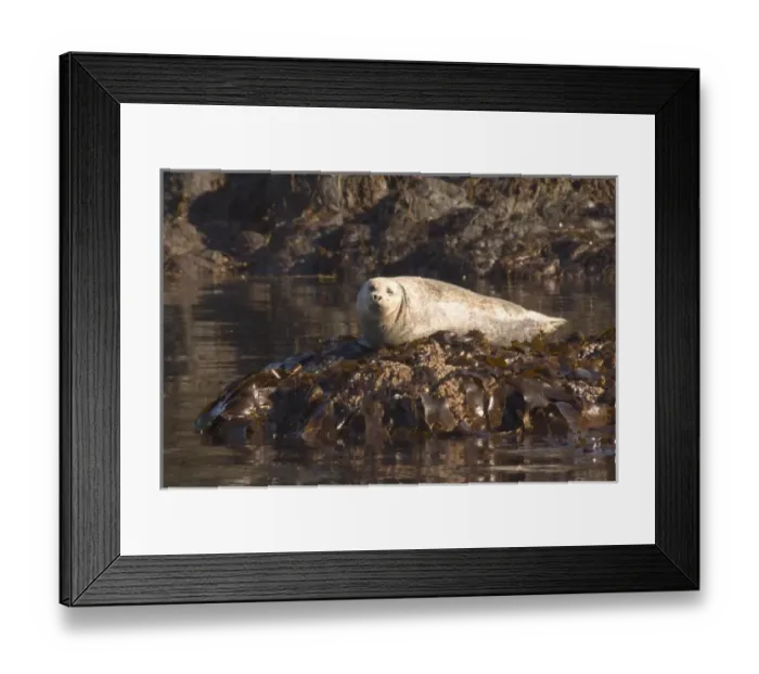 Framed Print : Seal on a rocky island on Peterson Bay near Homer Alaska