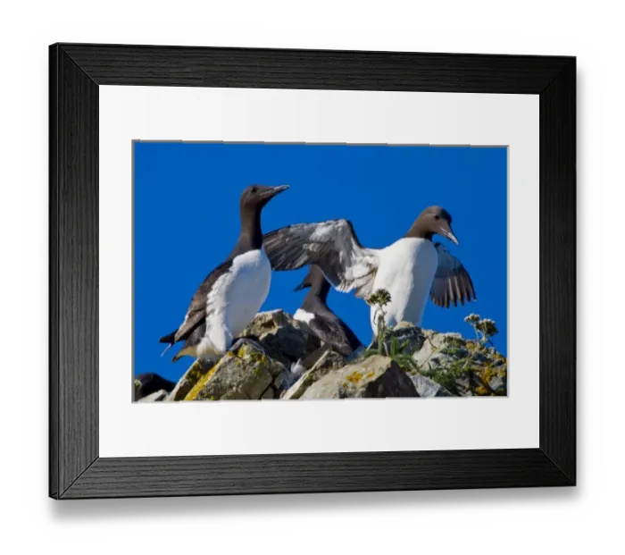 Framed Print : USA. Alaska. Common Murres at Bird Island in Lake Clark NP Framed Print : USA. Alaska. Common Murres at Bird Island in Lake Clark NP