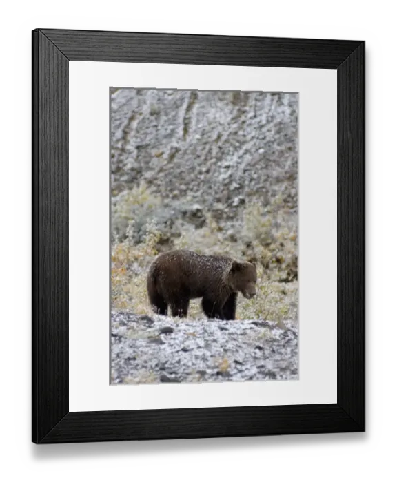 Framed Print : brown bear, Ursus arctos, grizzly bear, Ursus horribils, looking for food after first