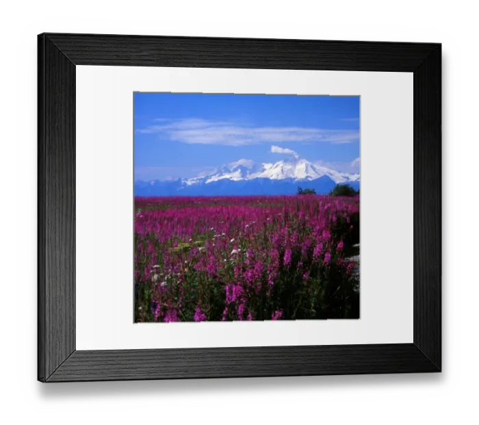 Framed Print : North America, USA, Alaska, Mt. Iliamna and Fireweed from Kenai Peninsula over Cook Inlet Framed Print : North America, USA, Alaska, Mt. Iliamna and Fireweed from Kenai Peninsula over Cook Inlet