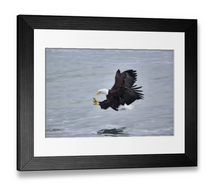 Framed Print : Bald Eagle catching fish, Homer, Alaska, Haliaetus leucocephalus