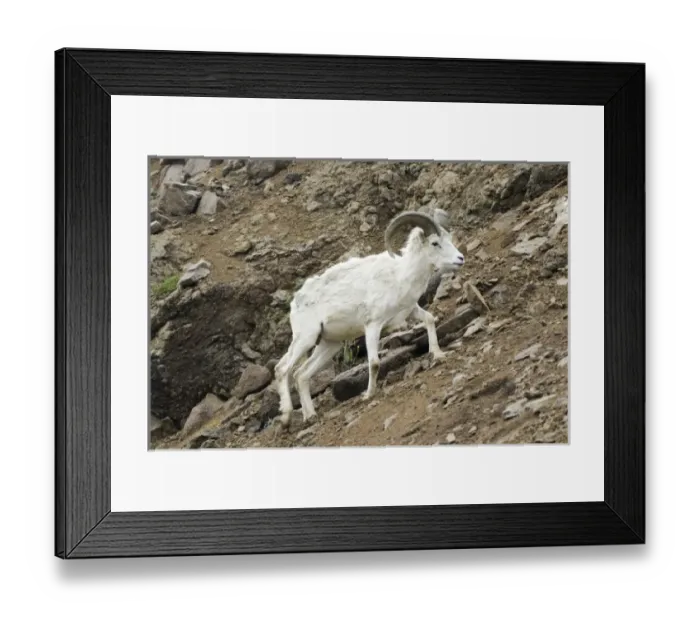 Framed Print : USA, North America, Alaska Framed Print : USA, North America, Alaska