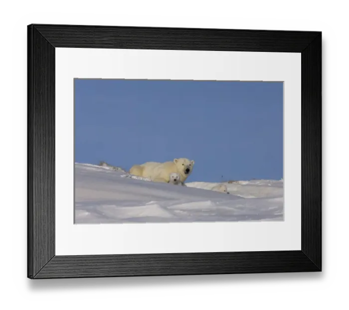 Framed Print : polar bear, Ursus maritimus, sow playing with her newborn spring cubs outside their den Framed Print : polar bear, Ursus maritimus, sow playing with her newborn spring cubs outside their den