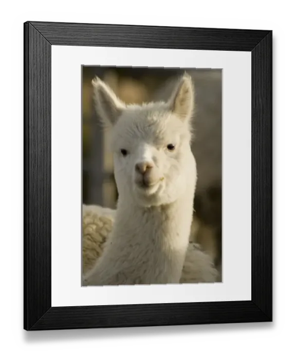 Framed Print : South America, Peru Framed Print : South America, Peru