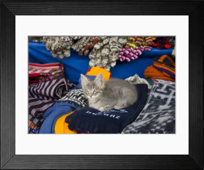 Framed Print : Cat on scarves at market, Huaraz, Peru