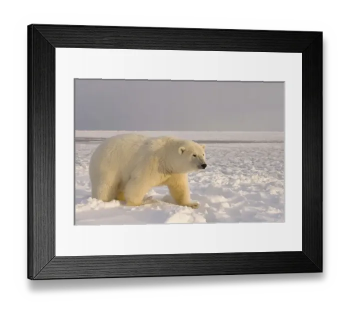 Framed Print : USA, North America, Alaska