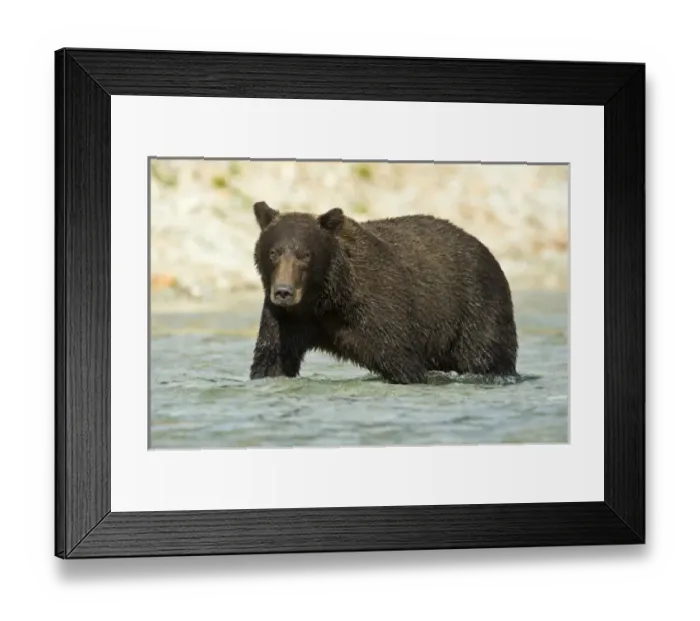 Framed Print : Alaska. Katmai NP. Coastal Brown Bear fishing for salmon Framed Print : Alaska. Katmai NP. Coastal Brown Bear fishing for salmon