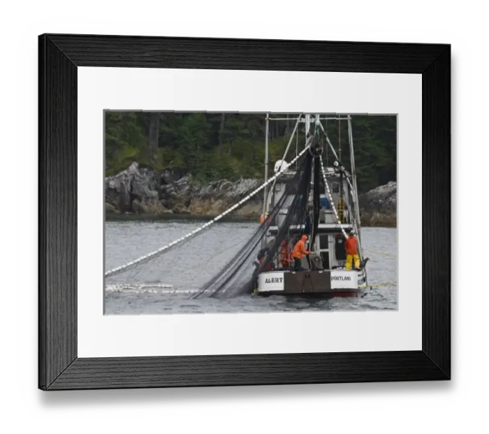 Framed Print : USA, Alaska, Inside Passage. Fishermen on a purse seiner haul in their catch of salmon