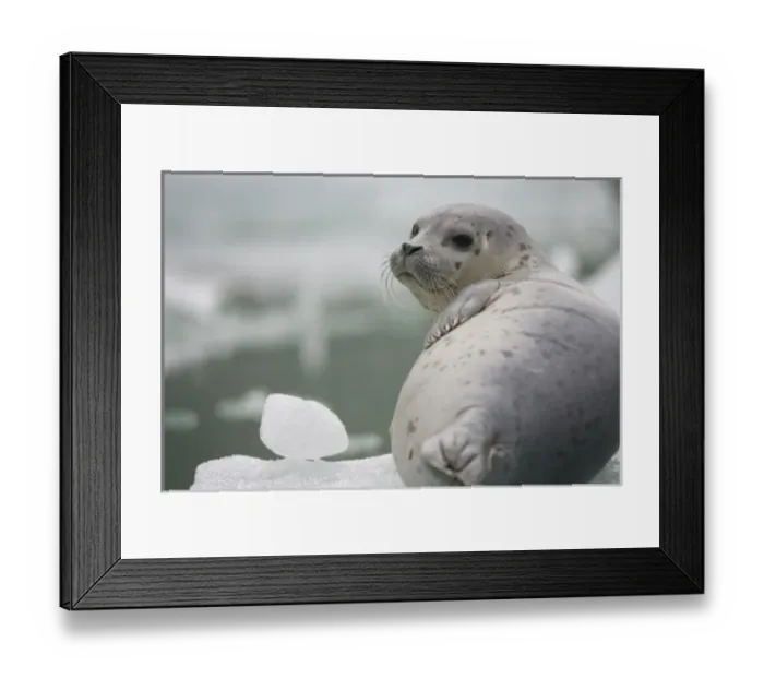 Framed Print : USA, Alaska, Tongass National Forest, Harbor Seal Pup (Phoca vitulina) resting