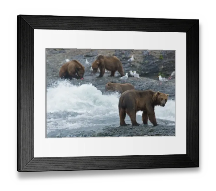 Framed Print : USA, Alaska, McNeil River. Grizzly or brown bear Framed Print : USA, Alaska, McNeil River. Grizzly or brown bear
