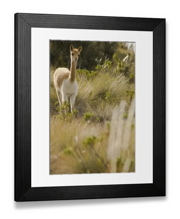 Framed Print : South America, Peru