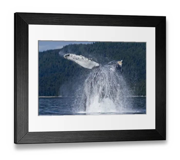 Framed Print : USA, Alaska, Angoon, Humpback Whale (Megaptera novaengliae) breaches with enormous Framed Print : USA, Alaska, Angoon, Humpback Whale (Megaptera novaengliae) breaches with enormous
