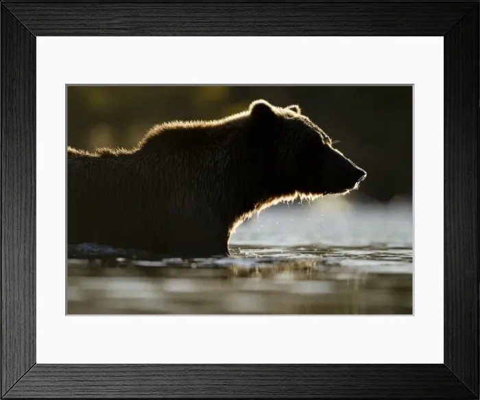 Framed Print : USA, North America, Alaska Framed Print : USA, North America, Alaska