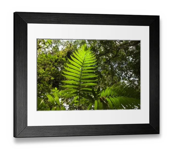 Framed Print : Central America, Costa Rica Framed Print : Central America, Costa Rica