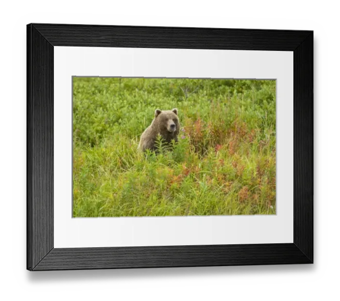 Framed Print : USA, North America, Alaska Framed Print : USA, North America, Alaska