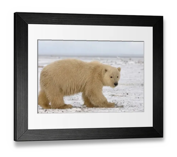 Framed Print : USA, North America, Alaska Framed Print : USA, North America, Alaska
