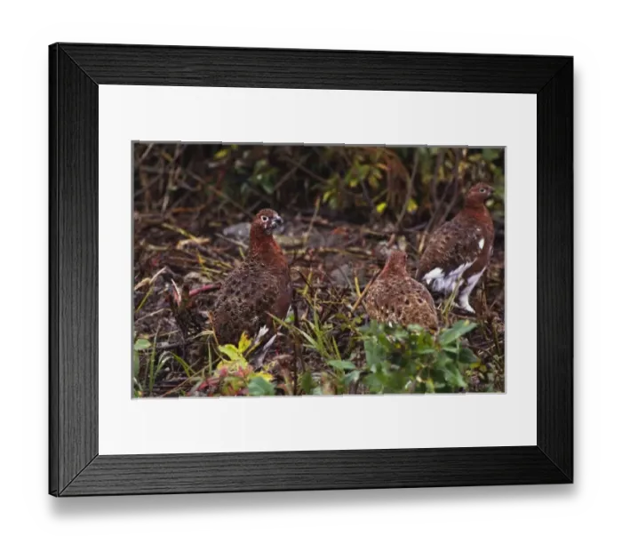 Framed Print : USA, North America, Alaska Framed Print : USA, North America, Alaska