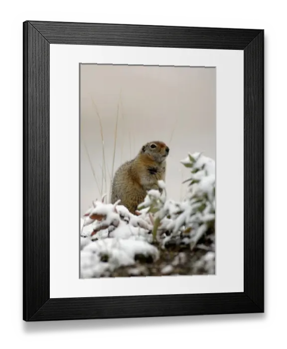 Framed Print : arctic ground squirrel, Citellus undulatus spermophilus, in snow, Denali National Park Framed Print : arctic ground squirrel, Citellus undulatus spermophilus, in snow, Denali National Park