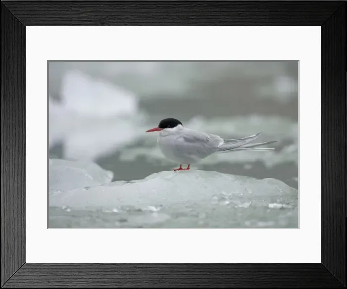 Framed Print : USA, Alaska, South Sawyer - Fords Terror Wilderness, Arctic Tern (Sterna paradisaea)