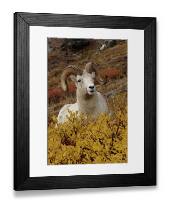 Framed Print : dall sheep, Ovis dalli, ram resting on a hillside during fall colors, Mount Margaret Framed Print : dall sheep, Ovis dalli, ram resting on a hillside during fall colors, Mount Margaret